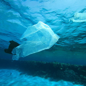 Environmental problem - plastic bags dumped on a coral reef in the Red Sea, Egypt